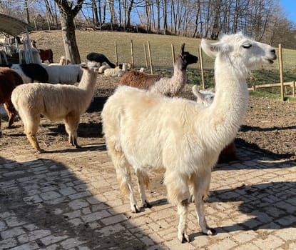 The llama,llama glama and alpacas are a species of camels. They are common in the South American Andes and are a pet form derived from the guanaco. The llama,llama glama and alpacas are a species of camels. They are distributed in the South American Andes and are a domestic species descended from the guanaco