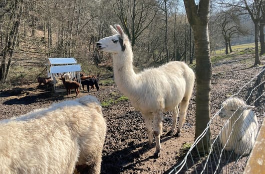 The llama,llama glama and alpacas are a species of camels. They are common in the South American Andes and are a pet form derived from the guanaco. The llama,llama glama and alpacas are a species of camels. They are distributed in the South American Andes and are a domestic species descended from the guanaco