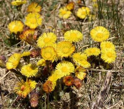 Coltsfoot,tussilago farfara and a medicinal plant with yellow brickets. It occurs wild and is also used in medicine. Coltsfoot,Tussilago Farfara and a medicinal plant with yellow flowers. It occurs wild and is also used in medicine.