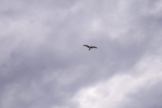 Seagull flying in cloudy sky at day. seagull flying among the clouds.