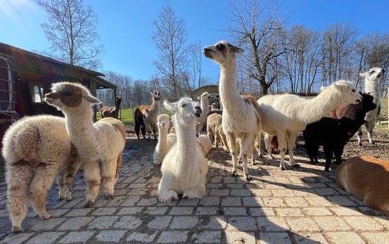 The llama,llama glama and alpacas are a species of camels. They are common in the South American Andes and are a pet form derived from the guanaco. The llama,llama glama and alpacas are a species of camels. They are distributed in the South American Andes and are a domestic species descended from the guanaco