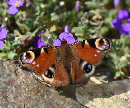 Butterflies are insects with large flugels. Butterflies are insects with large wings.