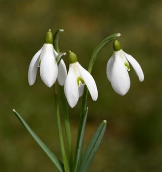 Snow globchen,Galanthus nivalis,is a flower that blooms in winter and an important medicinal plant. Snowdrop,Galanthus nivalis,is a flower that blooms in winter and is an important medicinal plant.
