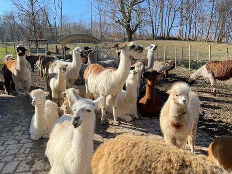 The llama,llama glama and alpacas are a species of camels. They are common in the South American Andes and are a pet form derived from the guanaco. The llama,llama glama and alpacas are a species of camels. They are distributed in the South American Andes and are a domestic species descended from the guanaco