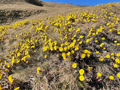 Coltsfoot,Tussilago Farfara and a medicinal plant with yellow aldermen. It occurs wild and is also used in medicine. Coltsfoot,Tussilago Farfara and a medicinal plant with yellow flowers. It occurs wild and is also used in medicine.