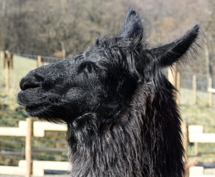 The llama,llama glama and alpacas are a species of camels. They are common in the South American Andes and are a pet form derived from the guanaco. The llama,llama glama and alpacas are a species of camels. They are distributed in the South American Andes and are a domestic species descended from the guanaco