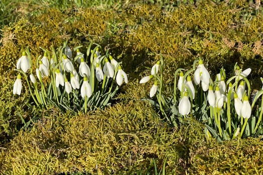 Snow globchen,Galanthus nivalis,is a flower that blooms in winter and an important medicinal plant. Snowdrop,Galanthus nivalis,is a flower that blooms in winter and is an important medicinal plant.