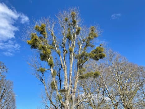 Mistletoe,Viscum album is a parasite that lives on our home trees. Mistletoe,Viscum album,is a parasite that lives on our native trees.