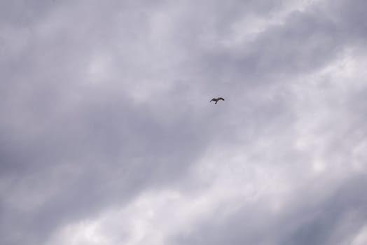 Seagull flying in cloudy sky at day. seagull flying among the clouds.
