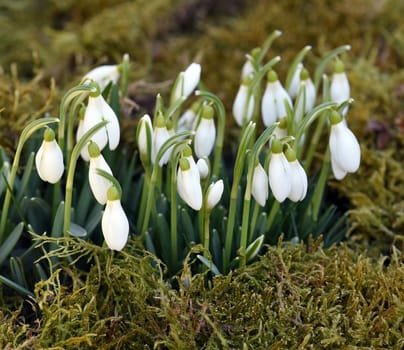 Snow globchen,Galanthus nivalis,is a flower that blooms in winter and an important medicinal plant. Snowdrop,Galanthus nivalis,is a flower that blooms in winter and is an important medicinal plant.