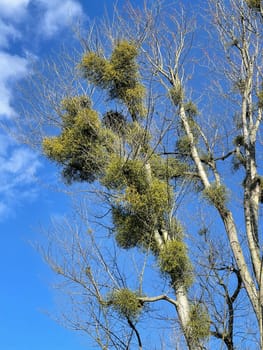 Mistletoe,Viscum album is a parasite that lives on our home trees. Mistletoe,Viscum album,is a parasite that lives on our native trees.