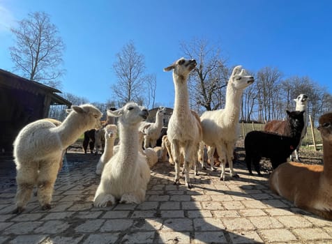 The llama,llama glama and alpacas are a species of camels. They are common in the South American Andes and are a pet form derived from the guanaco. The llama,llama glama and alpacas are a species of camels. They are distributed in the South American Andes and are a domestic species descended from the guanaco