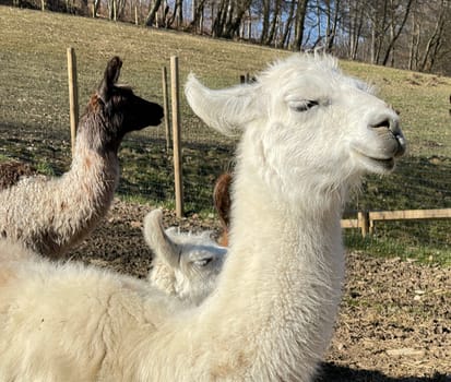 The llama,llama glama and alpacas are a species of camels. They are common in the South American Andes and are a pet form derived from the guanaco. The llama,llama glama and alpacas are a species of camels. They are distributed in the South American Andes and are a domestic species descended from the guanaco