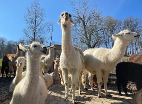 The llama,llama glama and alpacas are a species of camels. They are common in the South American Andes and are a pet form derived from the guanaco. The llama,llama glama and alpacas are a species of camels. They are distributed in the South American Andes and are a domestic species descended from the guanaco