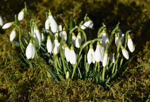 Snow globchen,Galanthus nivalis,is a flower that blooms in winter and an important medicinal plant. Snowdrop,Galanthus nivalis,is a flower that blooms in winter and is an important medicinal plant.