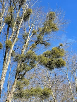 Mistletoe,Viscum album is a parasite that lives on our home trees. Mistletoe,Viscum album,is a parasite that lives on our native trees.