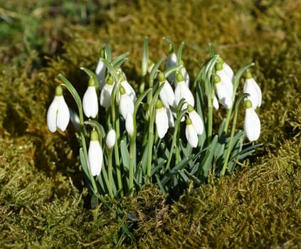 Snow globchen,Galanthus nivalis,is a flower that blooms in winter and an important medicinal plant. Snowdrop,Galanthus nivalis,is a flower that blooms in winter and is an important medicinal plant.