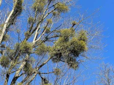 Mistletoe,Viscum album is a parasite that lives on our home trees. Mistletoe,Viscum album,is a parasite that lives on our native trees.