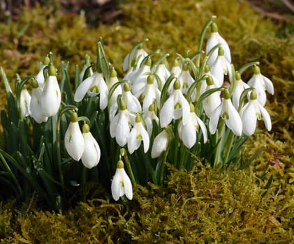 Snow globchen,Galanthus nivalis,is a flower that blooms in winter and an important medicinal plant. Snowdrop,Galanthus nivalis,is a flower that blooms in winter and is an important medicinal plant.