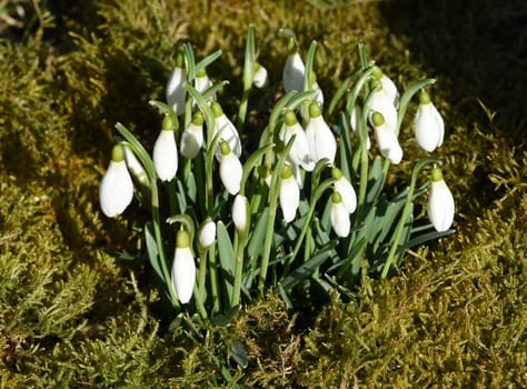 Snow globchen,Galanthus nivalis,is a flower that blooms in winter and an important medicinal plant. Snowdrop,Galanthus nivalis,is a flower that blooms in winter and is an important medicinal plant.