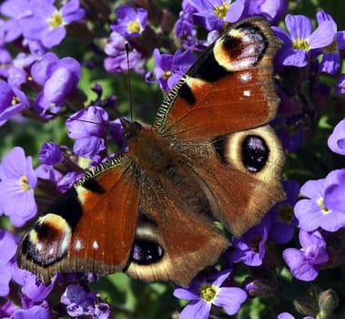 Butterflies are insects with large flugels. Butterflies are insects with large wings.