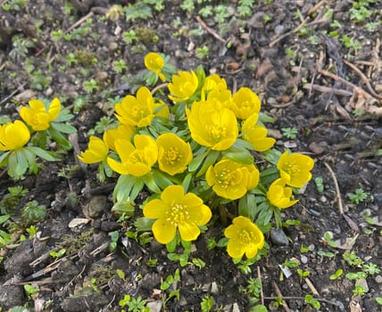 Winterling,Eranthis hyemalis,is a flower that blooms in winter and has yellow blues. Winterling,Eranthis hyemalis,is a flower that blooms in winter and has yellow flowers.