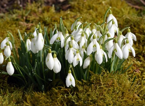 Snow globchen,Galanthus nivalis,is a flower that blooms in winter and an important medicinal plant. Snowdrop,Galanthus nivalis,is a flower that blooms in winter and is an important medicinal plant.