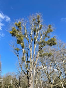 Mistletoe,Viscum album is a parasite that lives on our home trees. Mistletoe,Viscum album,is a parasite that lives on our native trees.
