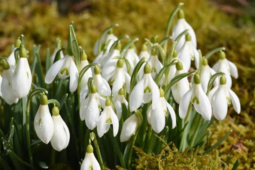 Snow globchen,Galanthus nivalis,is a flower that blooms in winter and an important medicinal plant. Snowdrop,Galanthus nivalis,is a flower that blooms in winter and is an important medicinal plant.