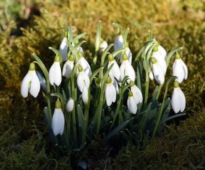 Snow globchen,Galanthus nivalis,is a flower that blooms in winter and an important medicinal plant. Snowdrop,Galanthus nivalis,is a flower that blooms in winter and is an important medicinal plant.