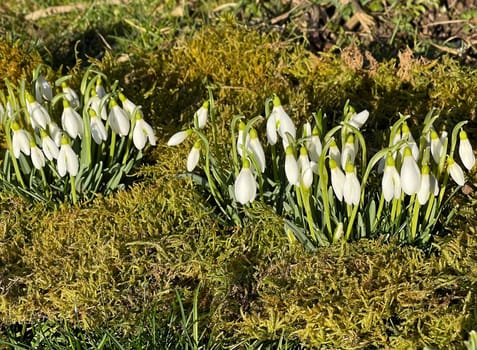Snow globchen,Galanthus nivalis,is a flower that blooms in winter and an important medicinal plant. Snowdrop,Galanthus nivalis,is a flower that blooms in winter and is an important medicinal plant.