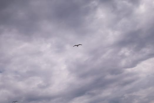 Seagull flying in cloudy sky at day. seagull flying among the clouds.
