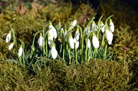 Snow globchen,Galanthus nivalis,is a flower that blooms in winter and an important medicinal plant. Snowdrop,Galanthus nivalis,is a flower that blooms in winter and is an important medicinal plant.