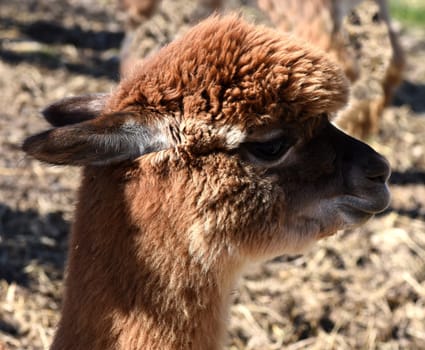 The llama,llama glama and alpacas are a species of camels. They are common in the South American Andes and are a pet form derived from the guanaco. The llama,llama glama and alpacas are a species of camels. They are distributed in the South American Andes and are a domestic species descended from the guanaco