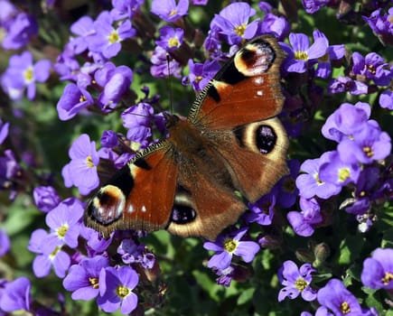 Butterflies are insects with large flugels. Butterflies are insects with large wings.