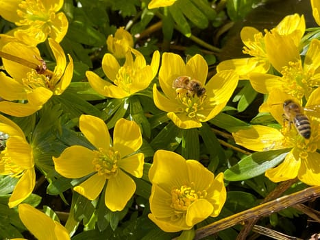 Winterling,Eranthis hyemalis,is a flower that blooms in winter and has yellow blues. Winterling,Eranthis hyemalis,is a flower that blooms in winter and has yellow flowers.