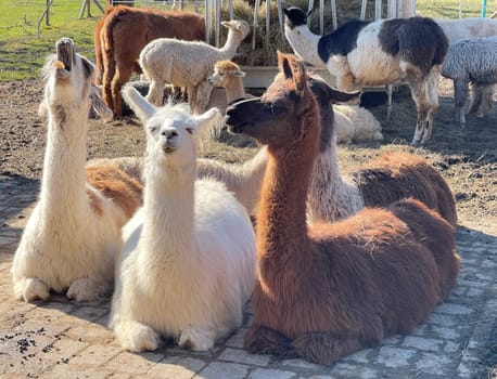 The llama,llama glama and alpacas are a species of camels. They are common in the South American Andes and are a pet form derived from the guanaco. The llama,llama glama and alpacas are a species of camels. They are distributed in the South American Andes and are a domestic species descended from the guanaco