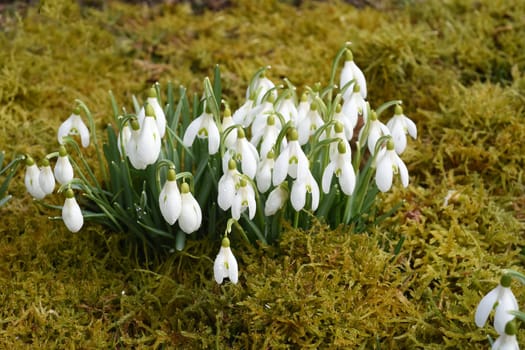 Snow globchen,Galanthus nivalis,is a flower that blooms in winter and an important medicinal plant. Snowdrop,Galanthus nivalis,is a flower that blooms in winter and is an important medicinal plant.