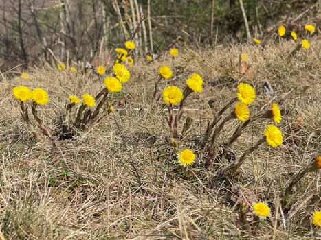 Coltsfoot,Tussilago Farfara and a medicinal plant with yellow aldermen. It occurs wild and is also used in medicine. Coltsfoot,Tussilago Farfara and a medicinal plant with yellow flowers. It occurs wild and is also used in medicine.