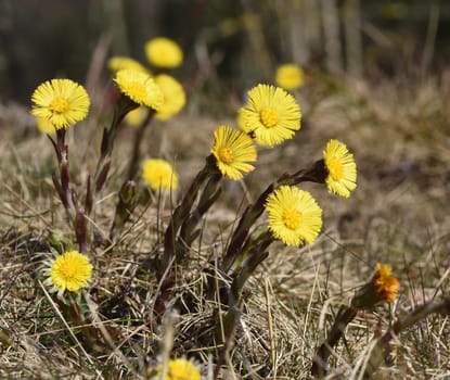 Coltsfoot,Tussilago Farfara and a medicinal plant with yellow aldermen. It occurs wild and is also used in medicine. Coltsfoot,Tussilago Farfara and a medicinal plant with yellow flowers. It occurs wild and is also used in medicine.