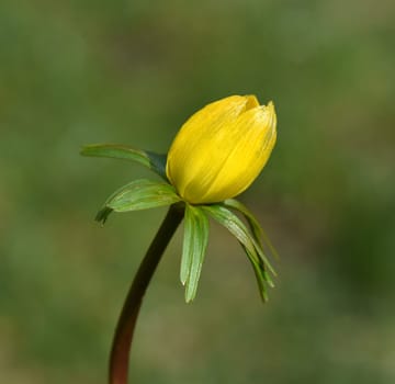 Winterling,Eranthis hyemalis,is a flower that blooms in winter and has yellow blues. Winterling,Eranthis hyemalis,is a flower that blooms in winter and has yellow flowers.