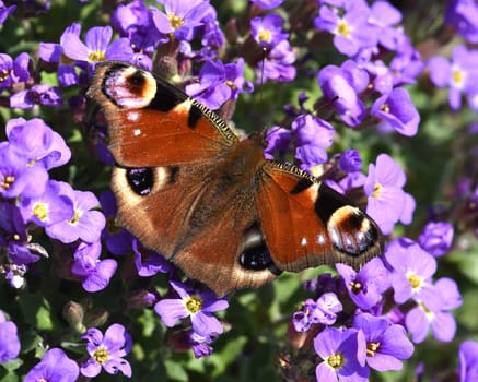 Butterflies are insects with large flugels. Butterflies are insects with large wings.