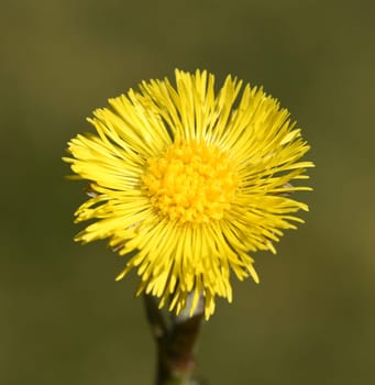 Coltsfoot,Tussilago Farfara and a medicinal plant with yellow aldermen. It occurs wild and is also used in medicine. Coltsfoot,Tussilago Farfara and a medicinal plant with yellow flowers. It occurs wild and is also used in medicine.