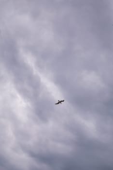 Seagull flying in cloudy sky at day. seagull flying among the clouds.