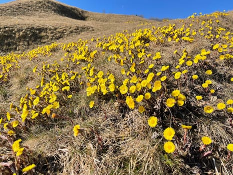 Coltsfoot,Tussilago Farfara and a medicinal plant with yellow aldermen. It occurs wild and is also used in medicine. Coltsfoot,Tussilago Farfara and a medicinal plant with yellow flowers. It occurs wild and is also used in medicine.