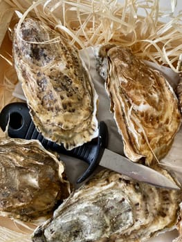 Fresh oysters
