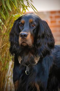 Gordon Setter