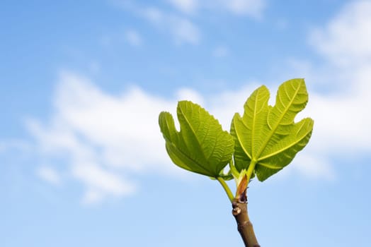 Fig bud and leabves in spring with blue sky