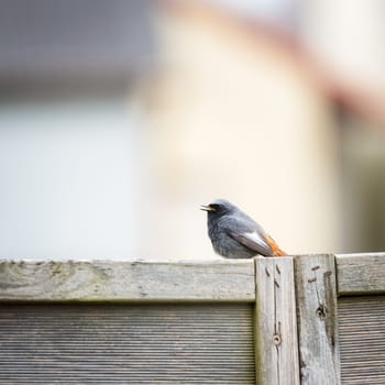 female redstart on a perch singing