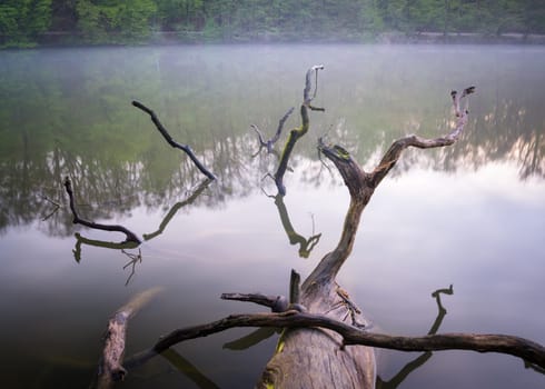 A closeup of tree logs in a lake in the evening - perfect for wallpapers